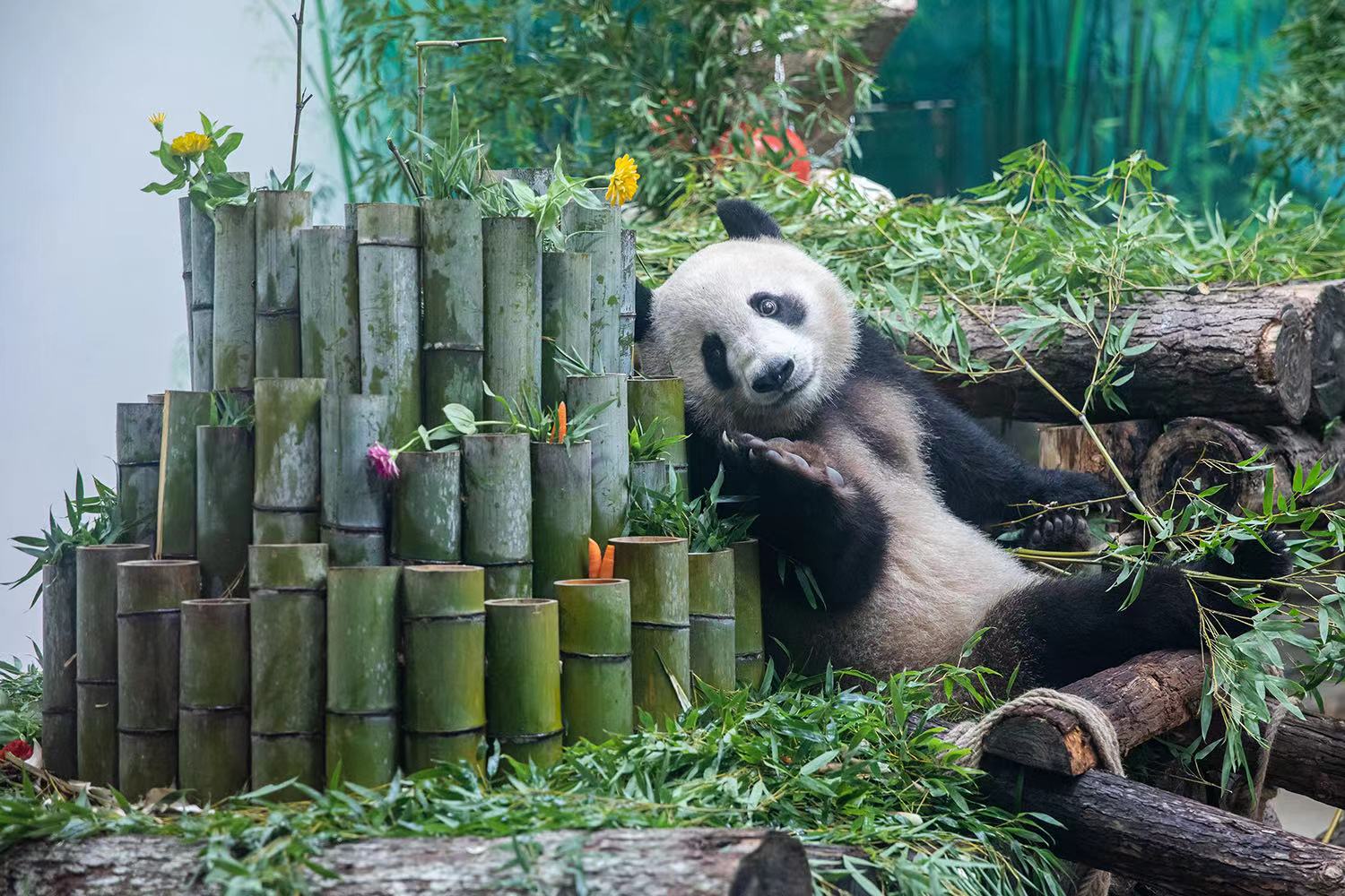 今日份大熊猫"春生""香果"来在线营业啦!赶快关注,一起"云撸猫"