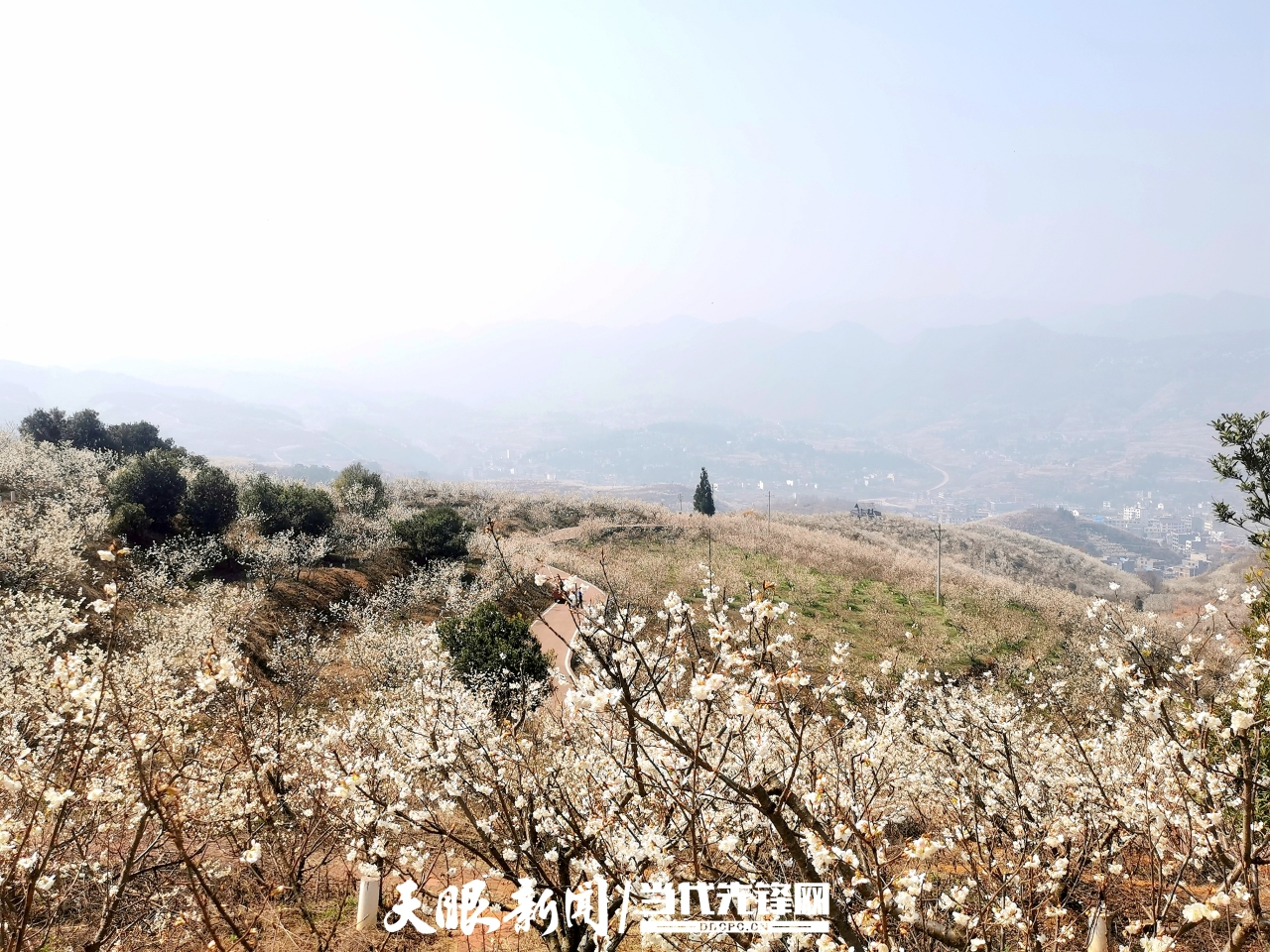 樱桃花艳 致富路宽—纳雍陶营村"赏花经济"释放"美丽效应"