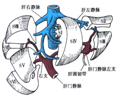 glisson纤维鞘解剖图图片