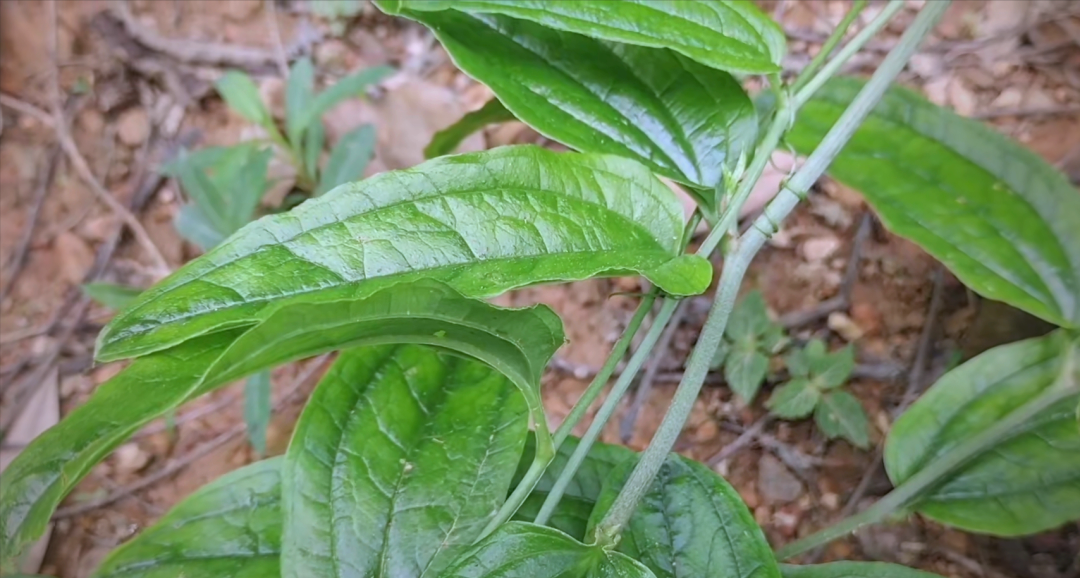 大山中生长的珍贵植物