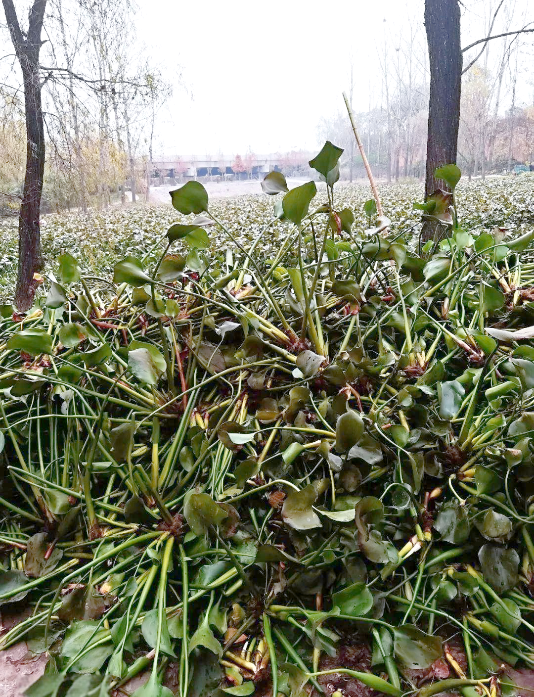 水葫芦:美丽与破坏并存的生命力