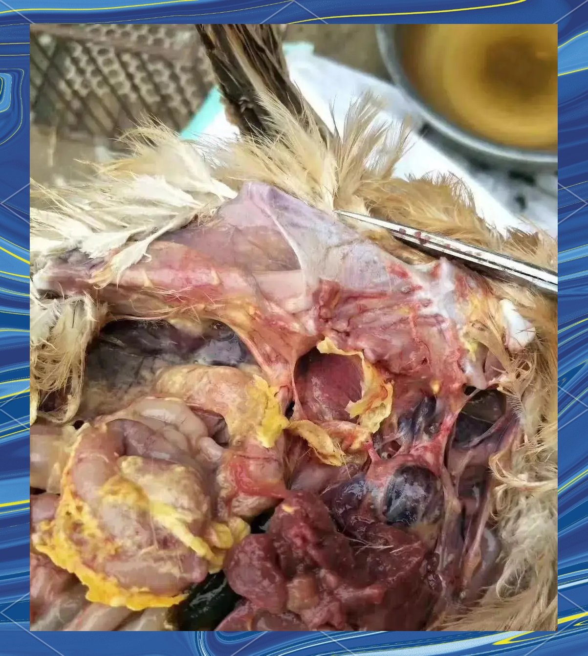 鸡流感六个阶段的症状与发展策略解析