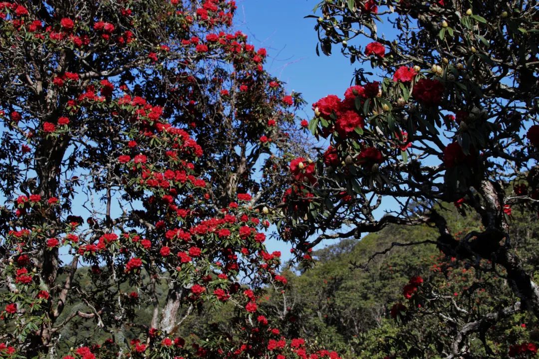 巍山断山花开正浪漫
