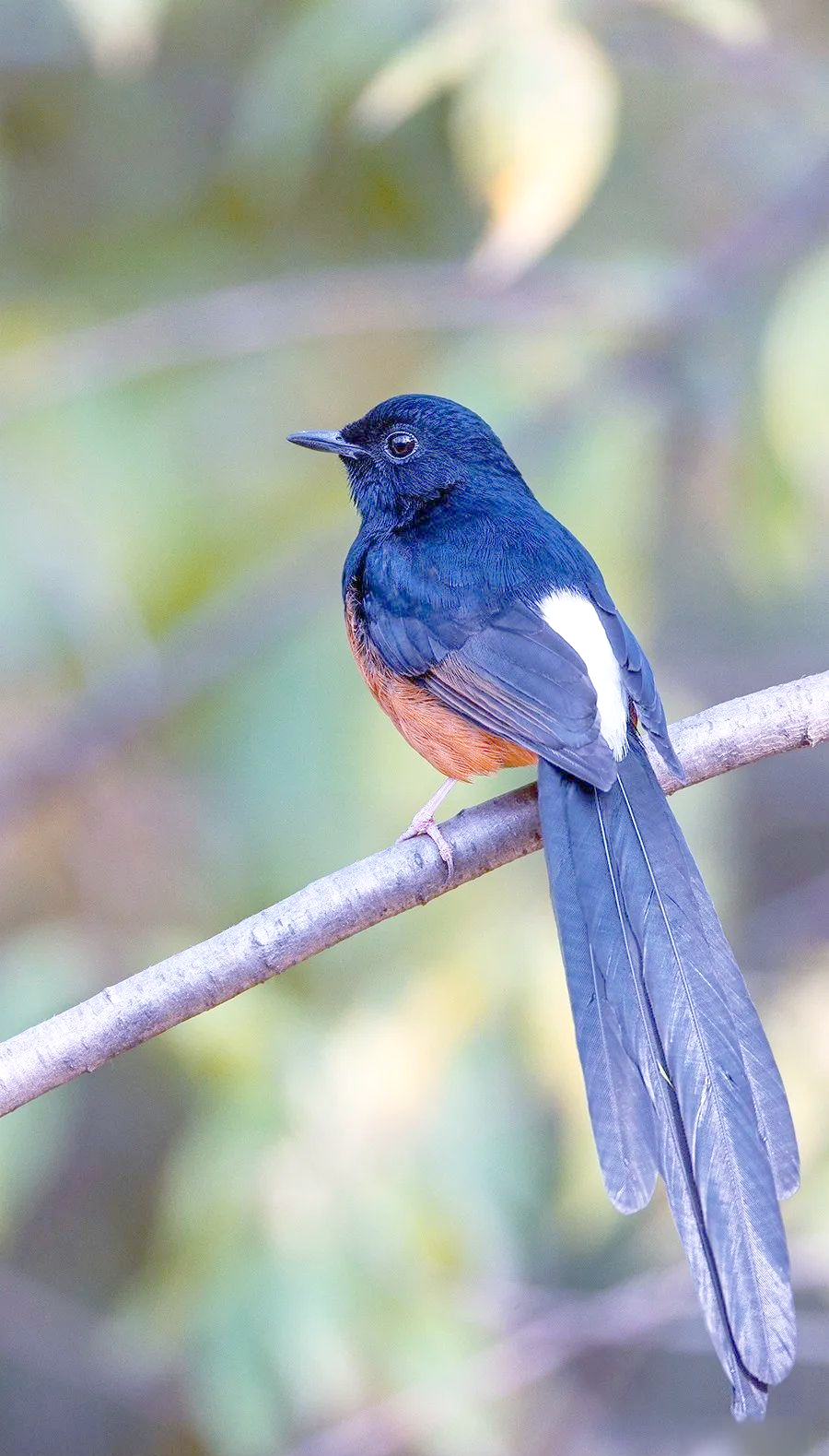 白腰鹊鸲:从北京逃逸看保护野生动物的重要性