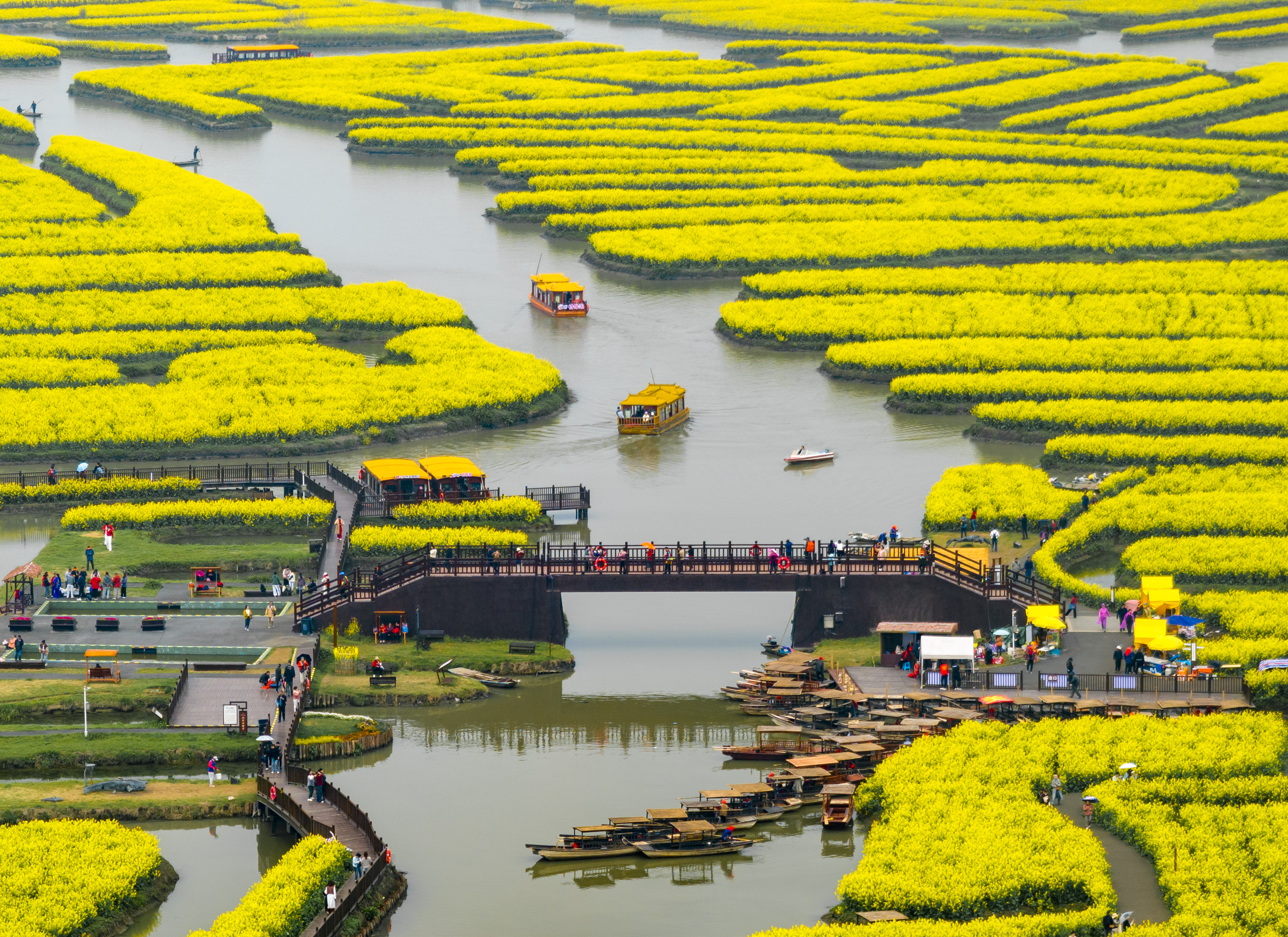 江苏兴化:"水上花海"