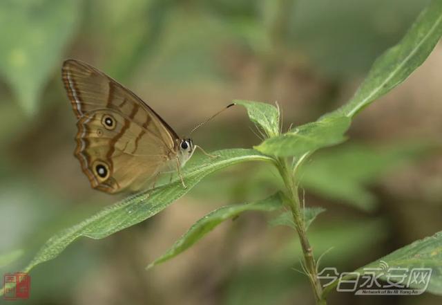 青水畲族乡境内记录到三明新记录种——珠连黛眼蝶