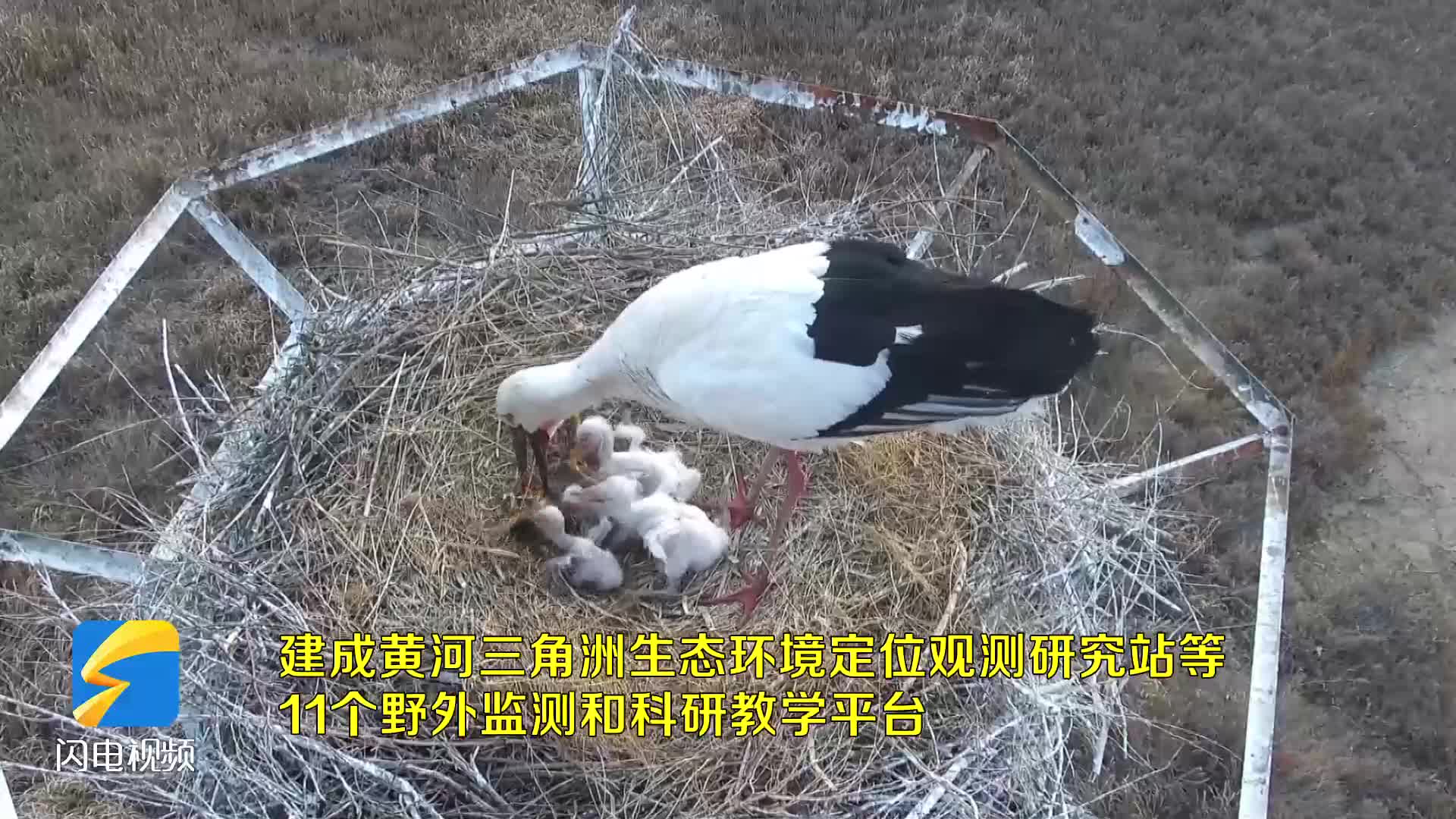 东营:"数智化"打造"鸟中国宝"东方白鹳栖息巢