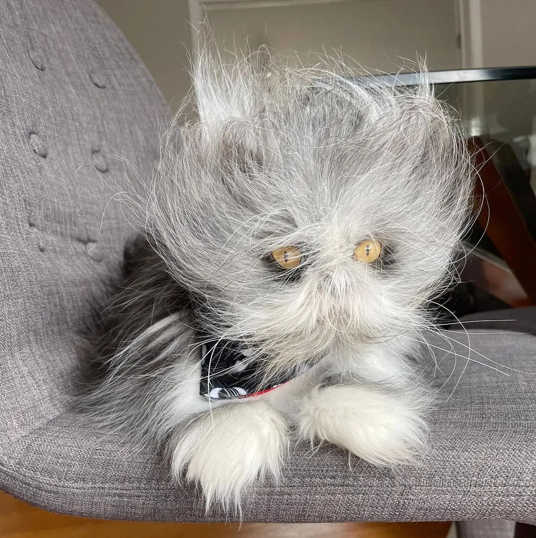 猫中鳌拜,为什么会有长得这么潦草的猫!