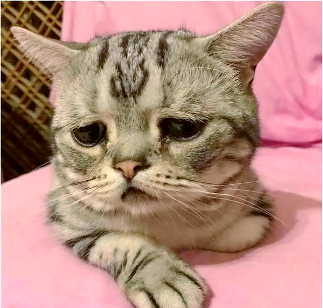 全球最受欢迎的悲伤小猫,表情可爱,粉丝众多