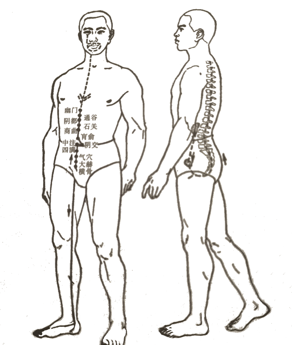 冲脉的循行与功能详解