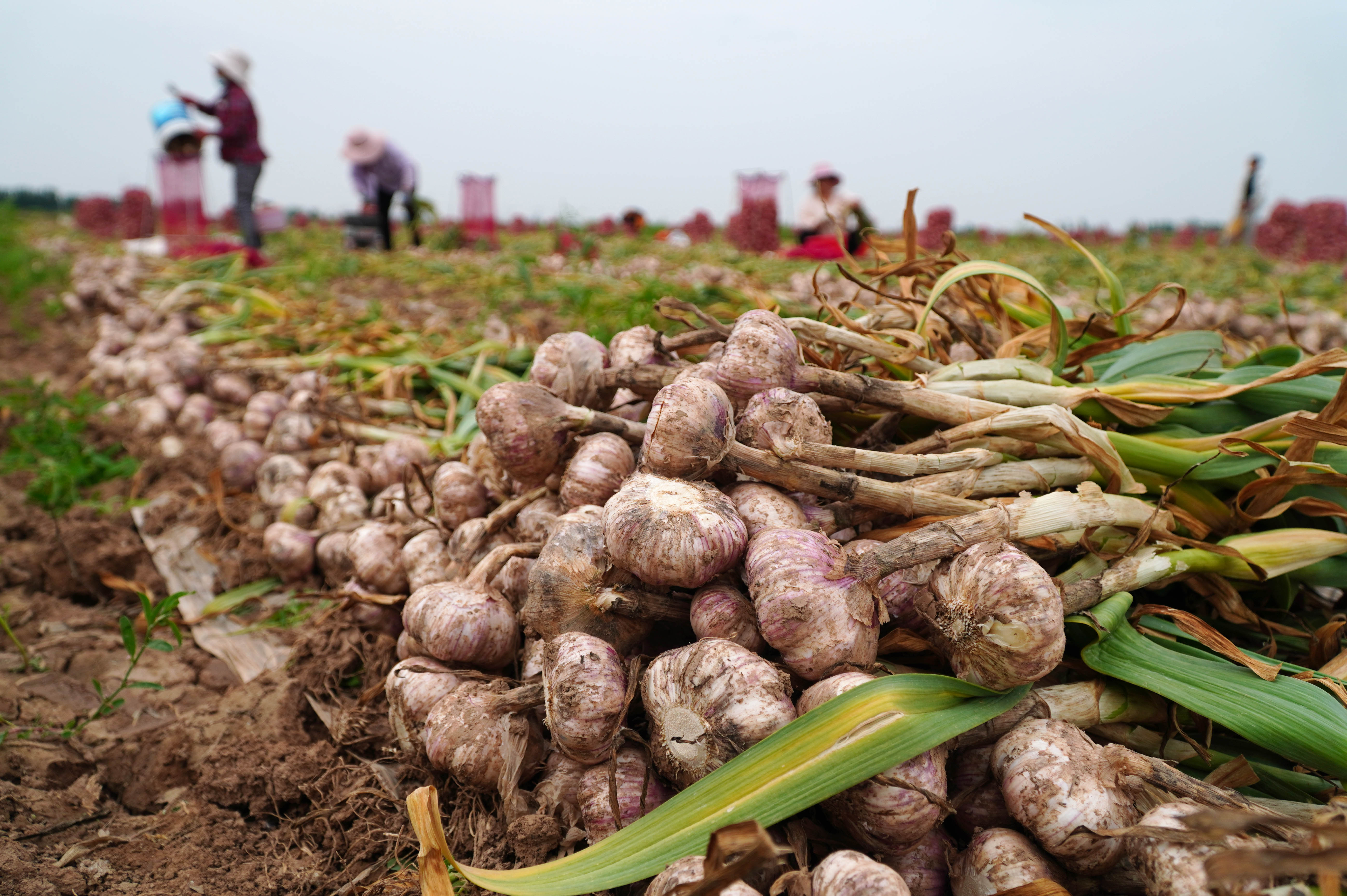 (经济)山东巨野:35万亩大蒜收获仓储忙