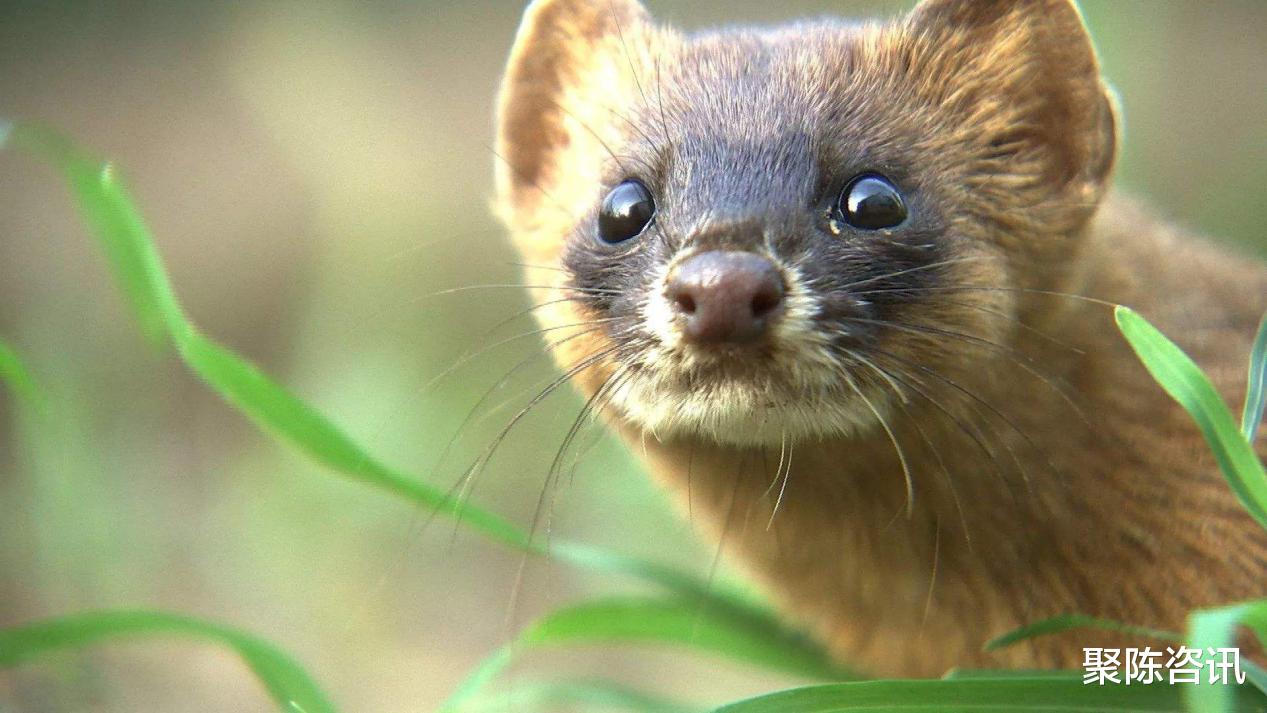 黄鼠狼的屁有多臭?消防员的表情说明了一切