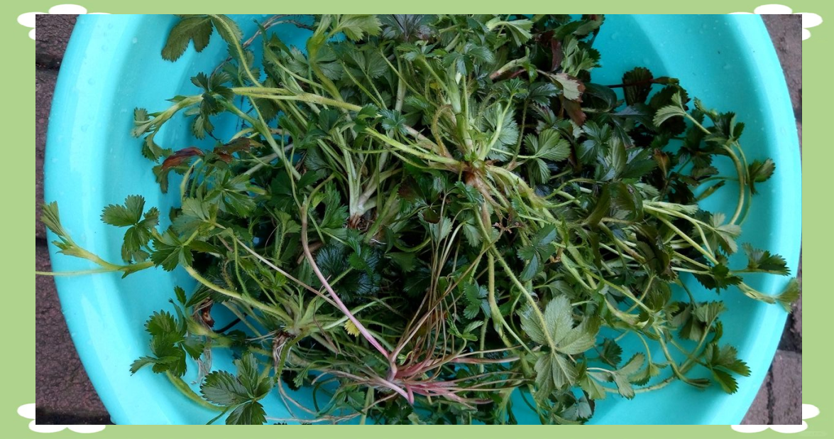 农村的这种五皮风植物,全身都是宝藏,被老人们称为化痰草,冬季的良药