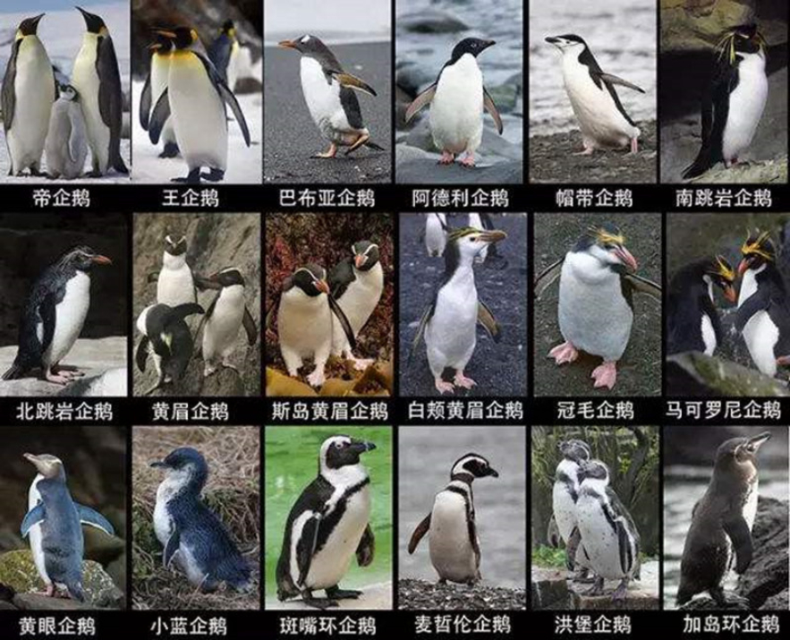 北极为何没有企鹅?80多年前放养在北极的69只企鹅,结局如何?