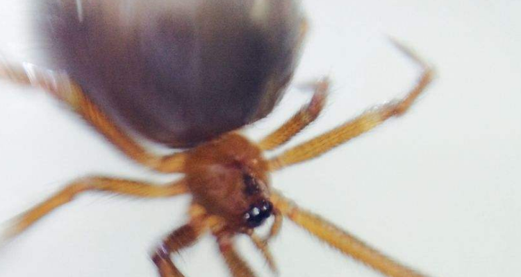 蜘蛛的叫声是怎么叫的