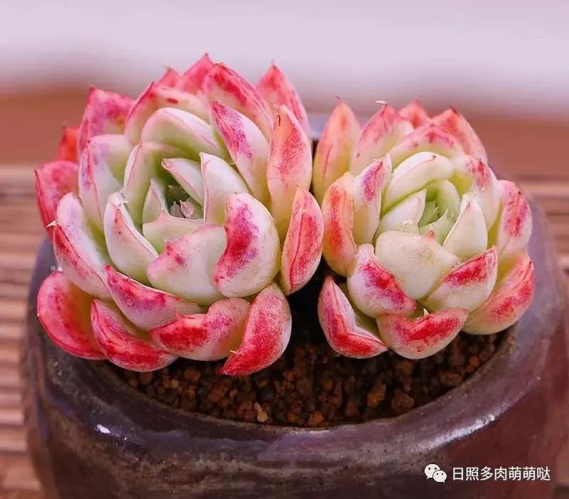 每日一肉—月影精灵