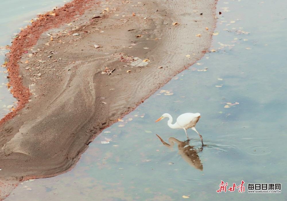 康县燕子河:晚霞与白鹭齐飞