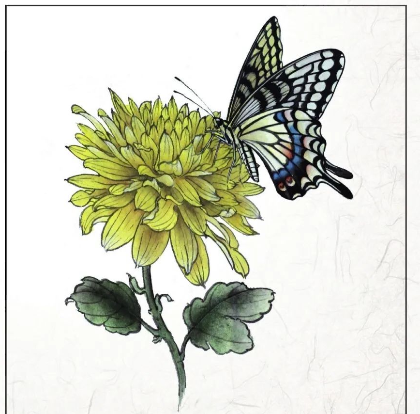 图文教程|工笔画蝴蝶的绘制技巧与步骤详解