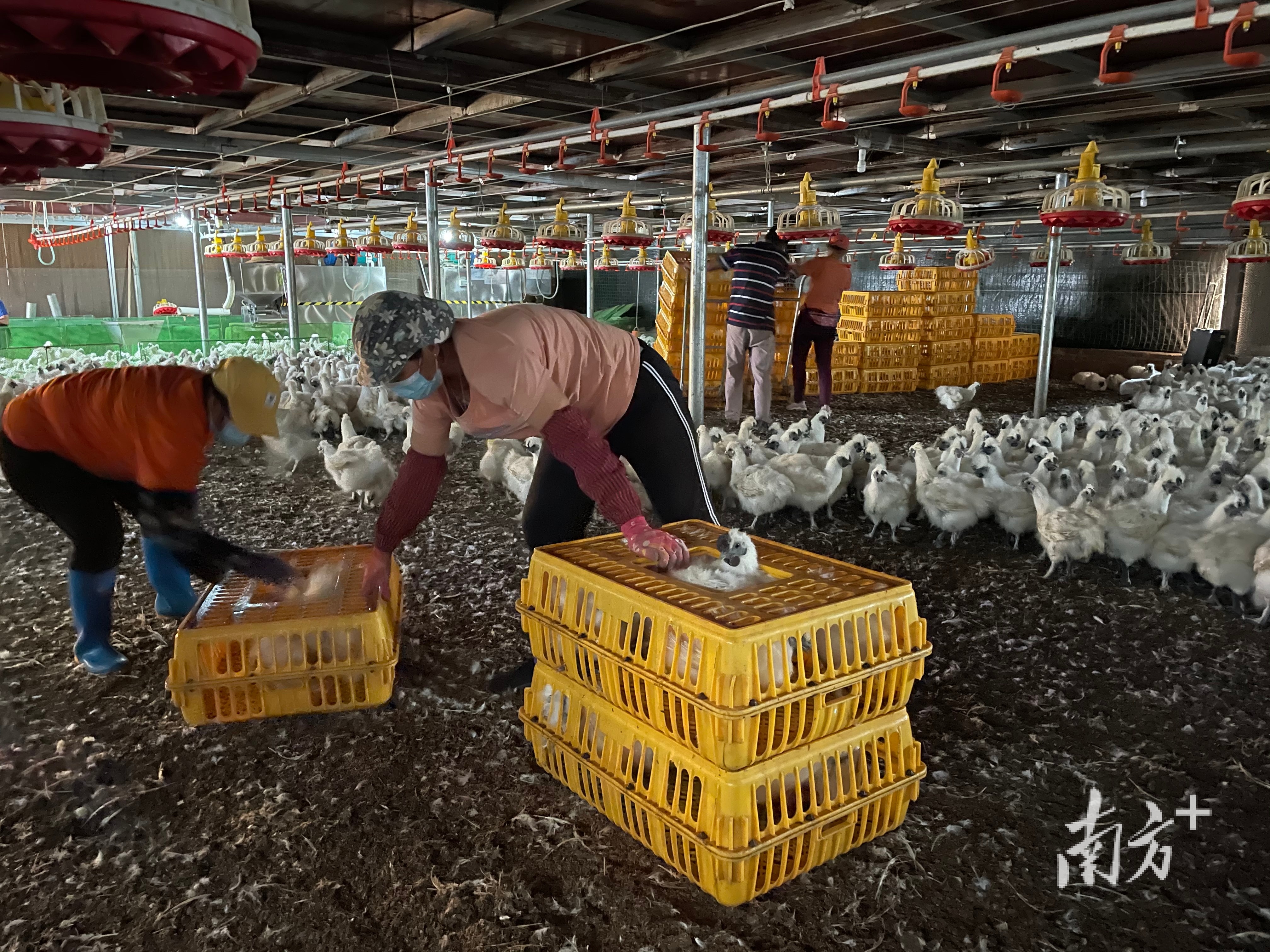 云安"政企村共建"养殖小区首批肉鸡出栏!