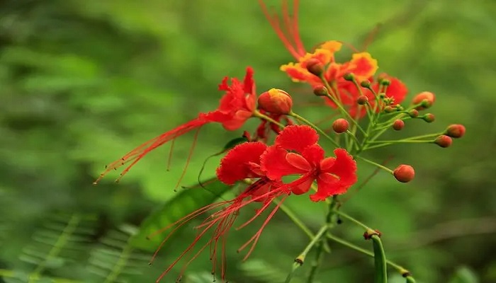 二回羽状复叶植物图片