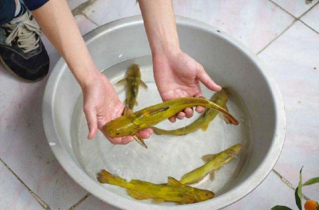 牛尾巴鱼黄河中的凶猛掠食者能一口咬掉鲫鱼的尾部