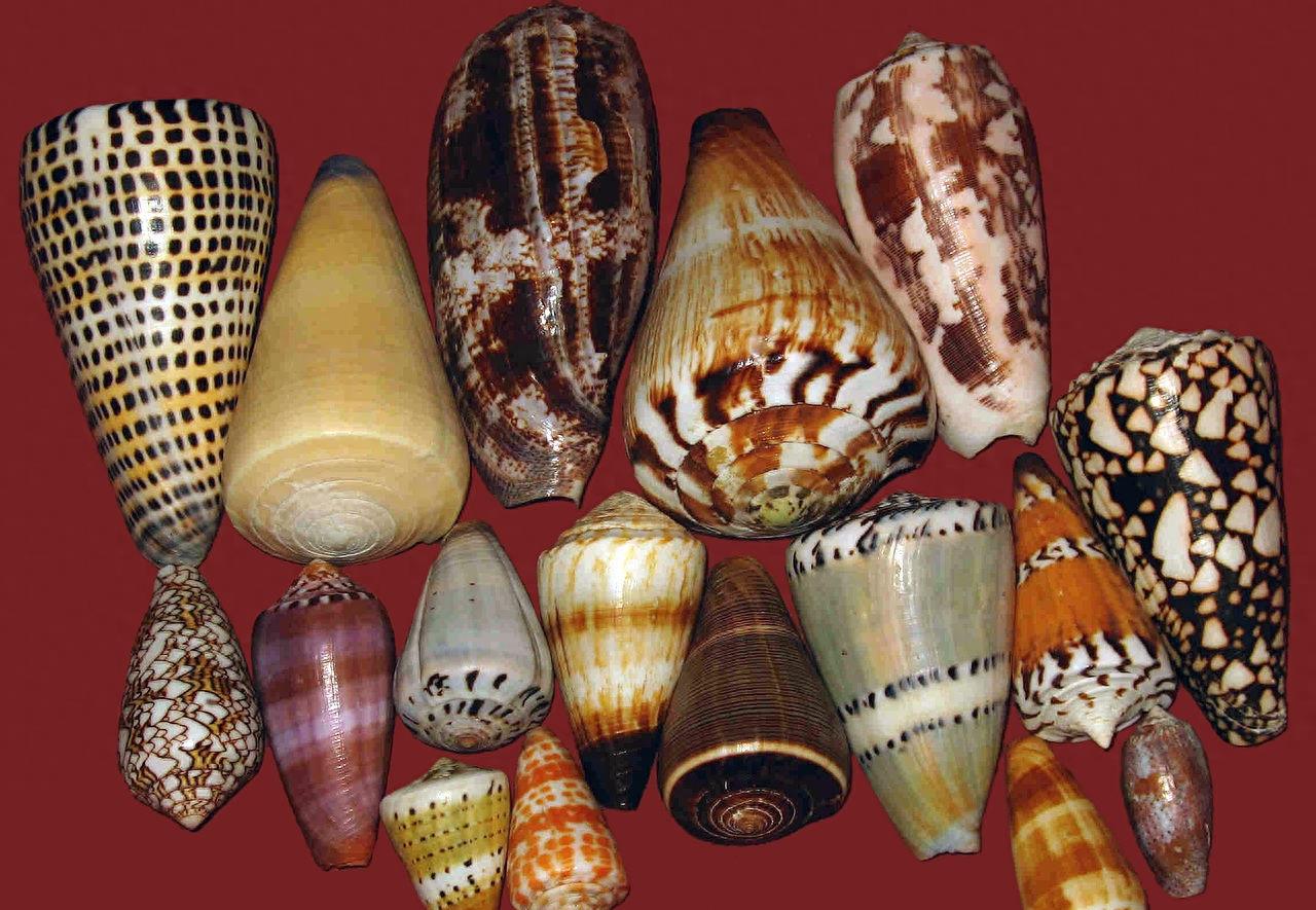 一滴毒液可杀死20人,中国海南的鸡心螺为什么又叫一支烟蜗牛?