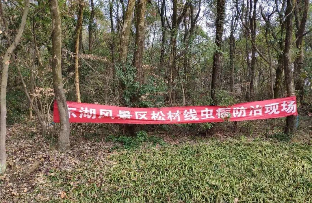 我市松材线虫病疫情防控宣传氛围浓