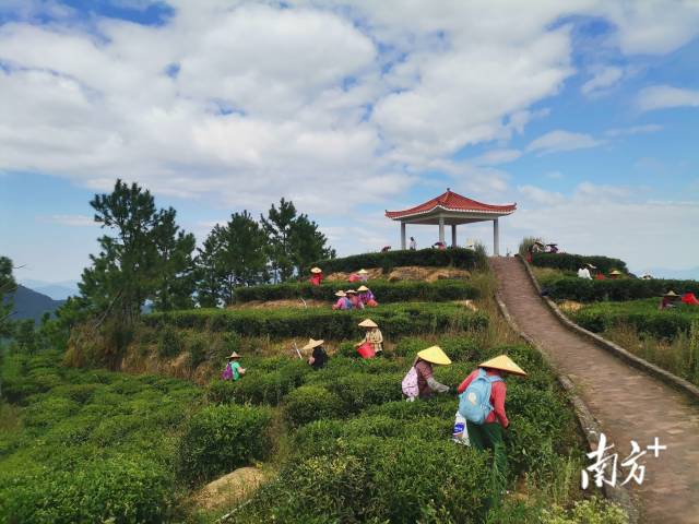 广东海丰县公平镇多措并举加快推动绿美生态建设步伐