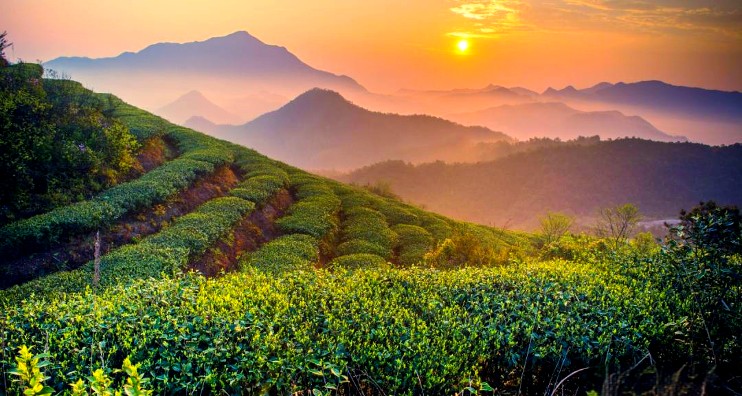 国家级茶树良种—福鼎大白茶