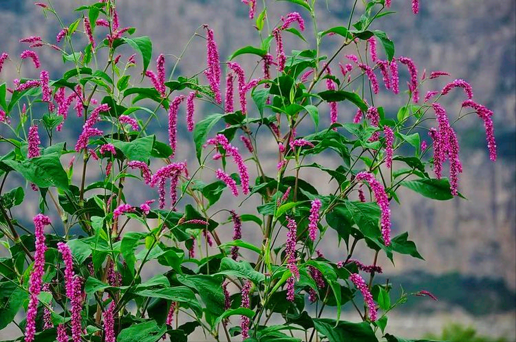 我的诗,带着青菱湖的胎记(组诗)