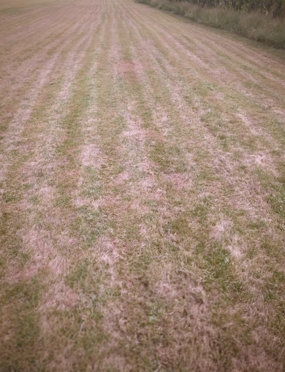 草坪迅速枯黄,警惕食叶害虫大规模危害