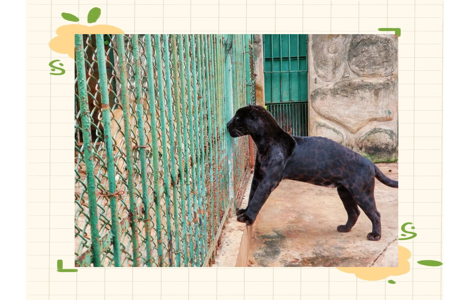 金牛岭动物园与公园探险的回忆与反思