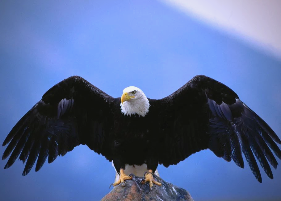 雄鹰:蓝天之王者,象征智慧与力量