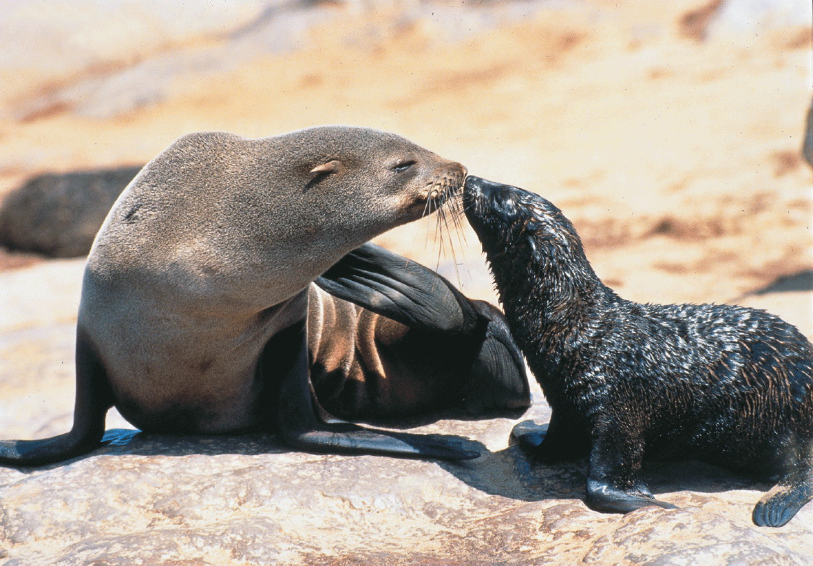 海狮是海洋哺乳动物中的一种,它们喜欢在海洋的岩石或沙滩上觅食