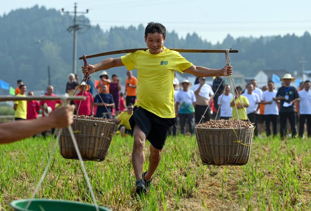 拔河,运粮,赶鹅 四川蓬安稻田里的农民趣味运动会