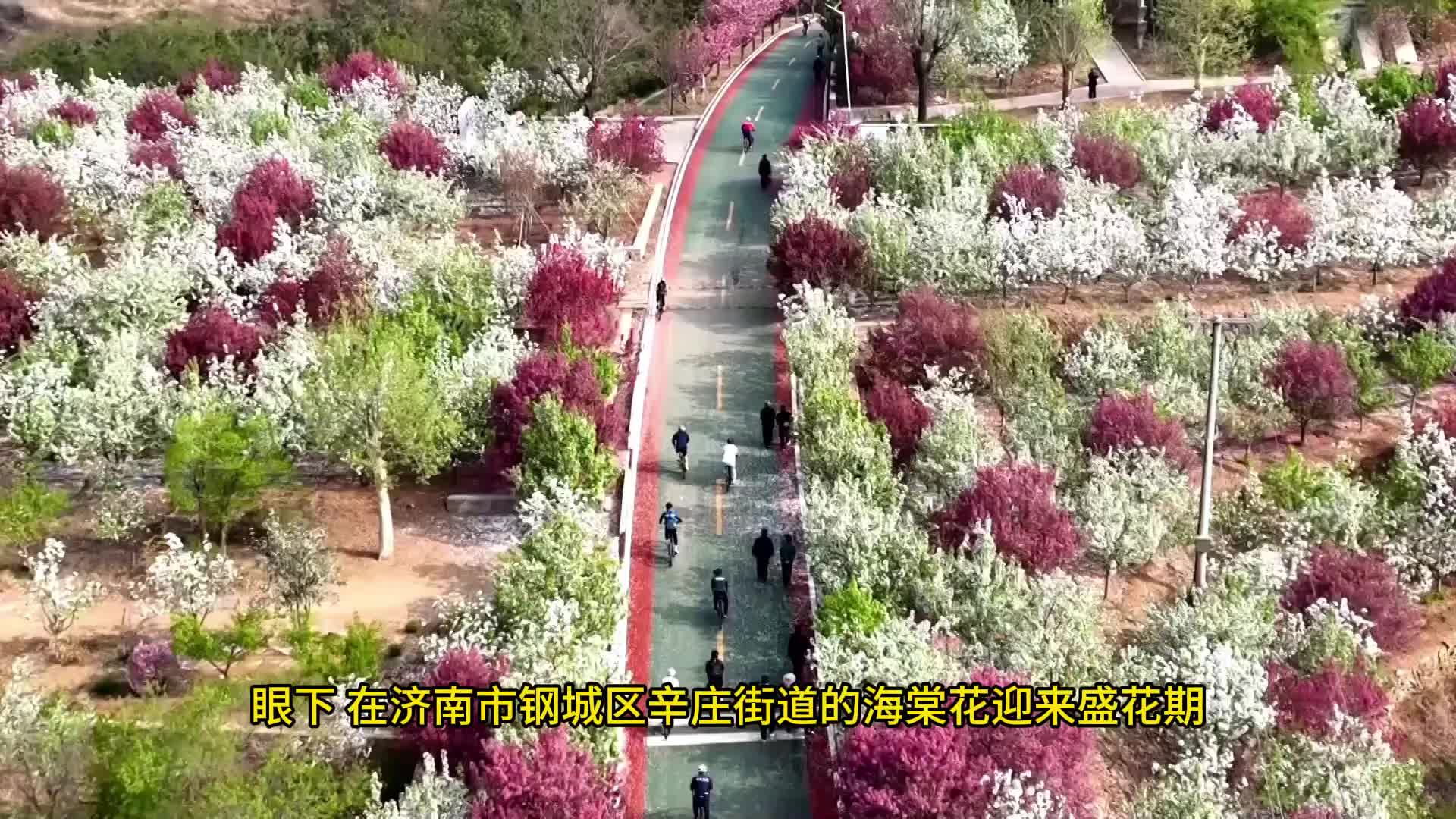 济南市钢城区:又是一年海棠开 千朵万朵迎君来