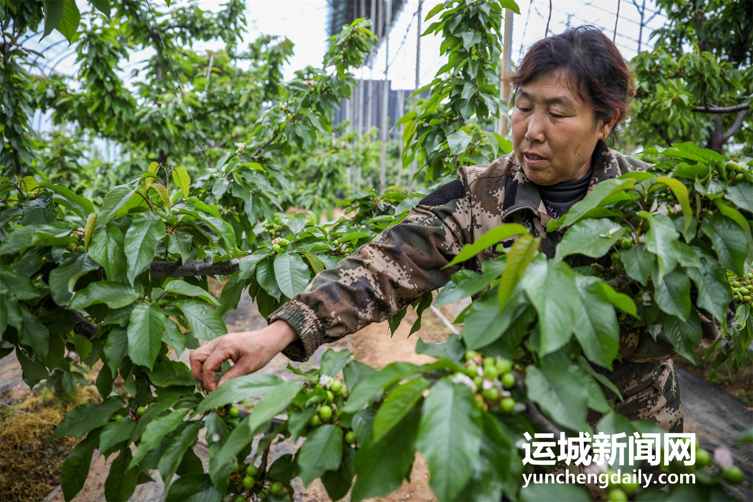 绛县:大棚樱桃春管忙