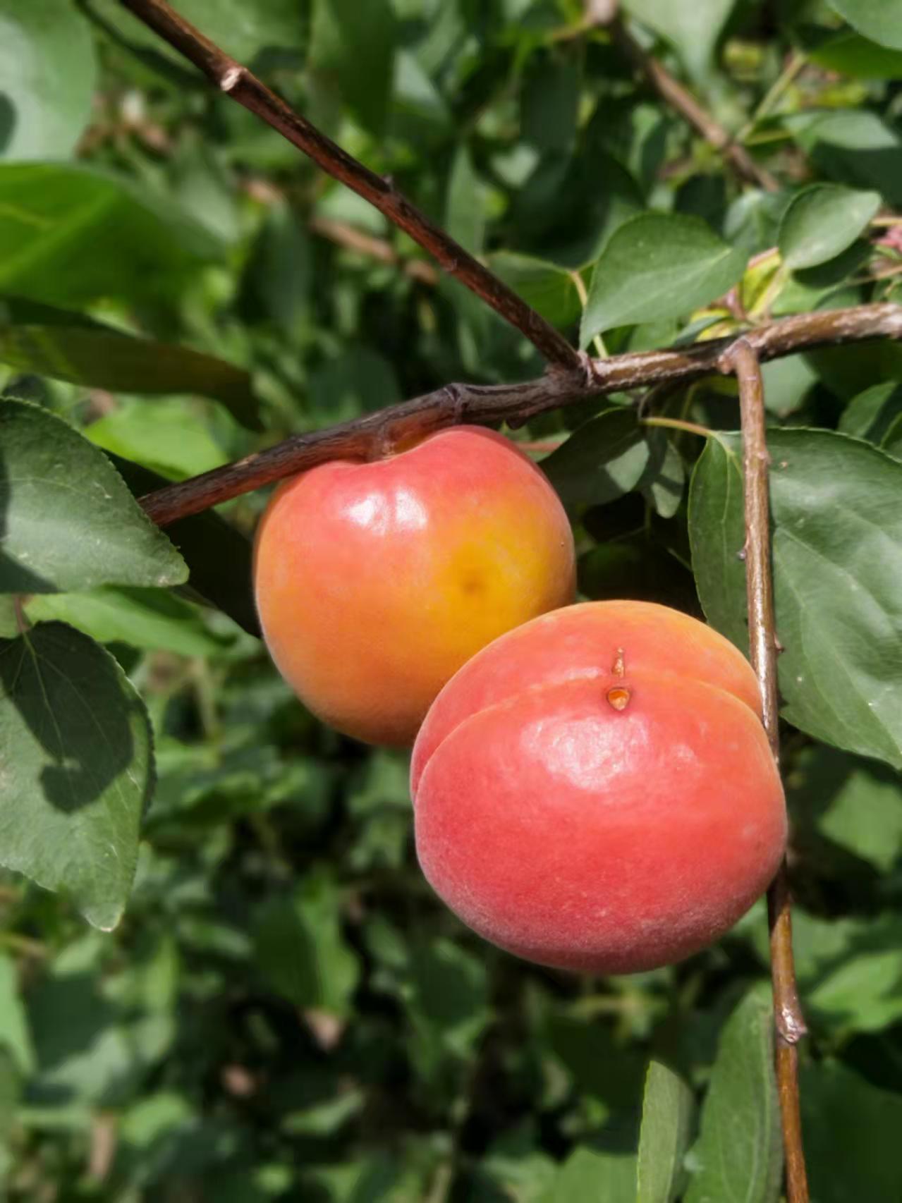 丰园红杏品种介绍