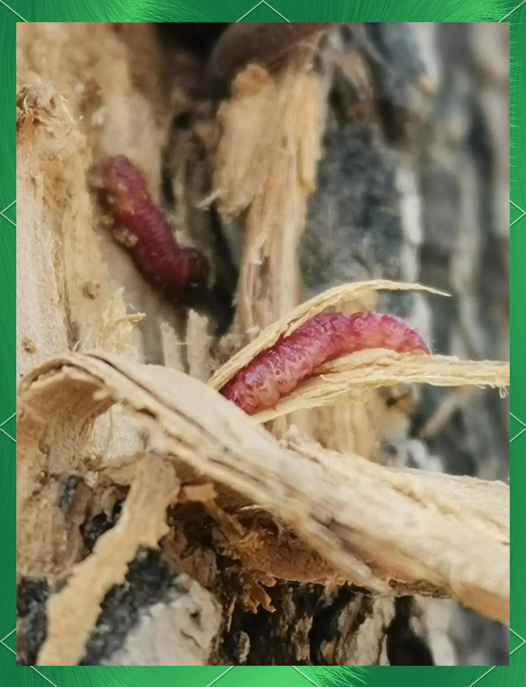 木蠹蛾危害加剧,如何有效防治保护树木