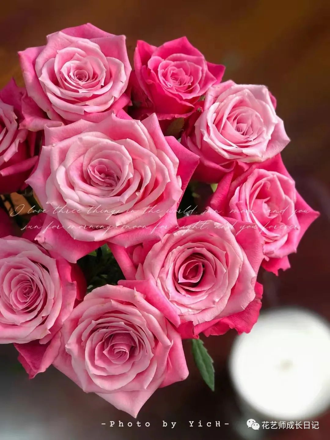 100朵玫瑰vol.29|泰姬玫瑰,深粉与浅粉的交叠簇拥,是温柔的颜色