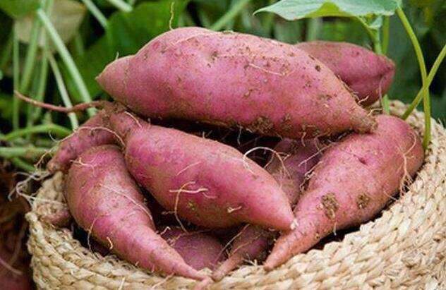 薯道难——漂洋过海的番薯