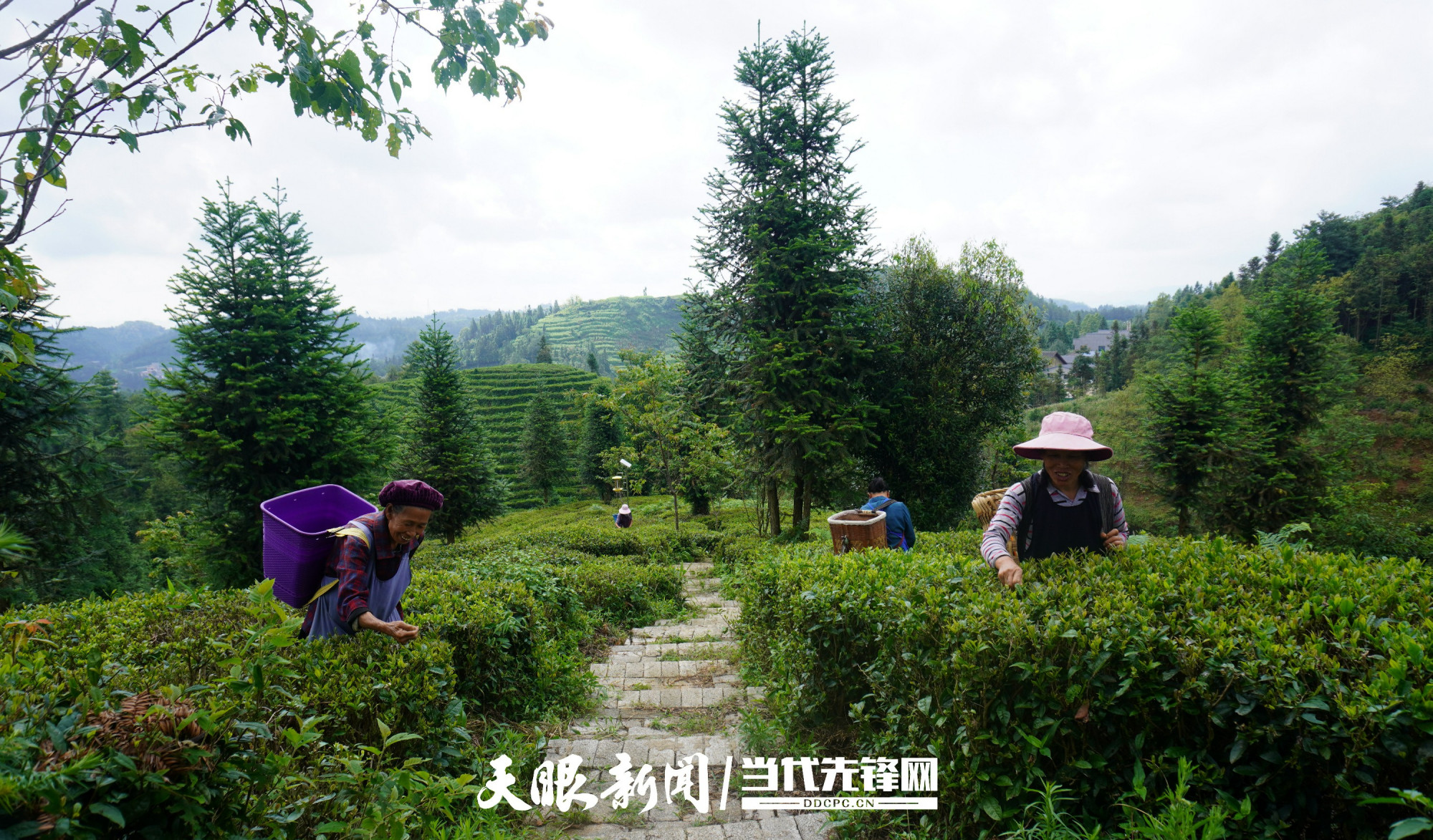 贞丰小屯:健全茶叶产业链助力乡村振兴