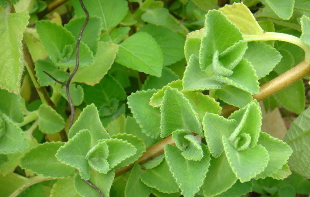 碰碰香,一碰就香——到手香