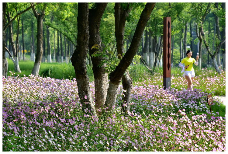 江心洲,25公里长堤25公里花海