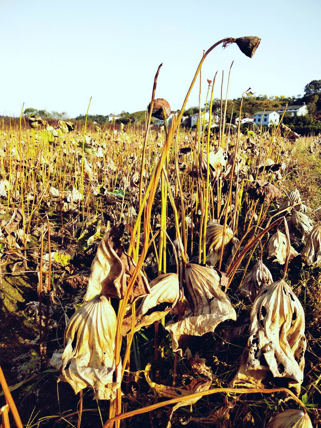 元朝奇人刘秉忠,寄情吟唱"干荷叶"|元曲佳作欣赏①