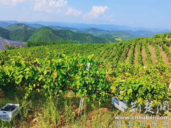郧西县河夹镇:葡萄园里话振兴