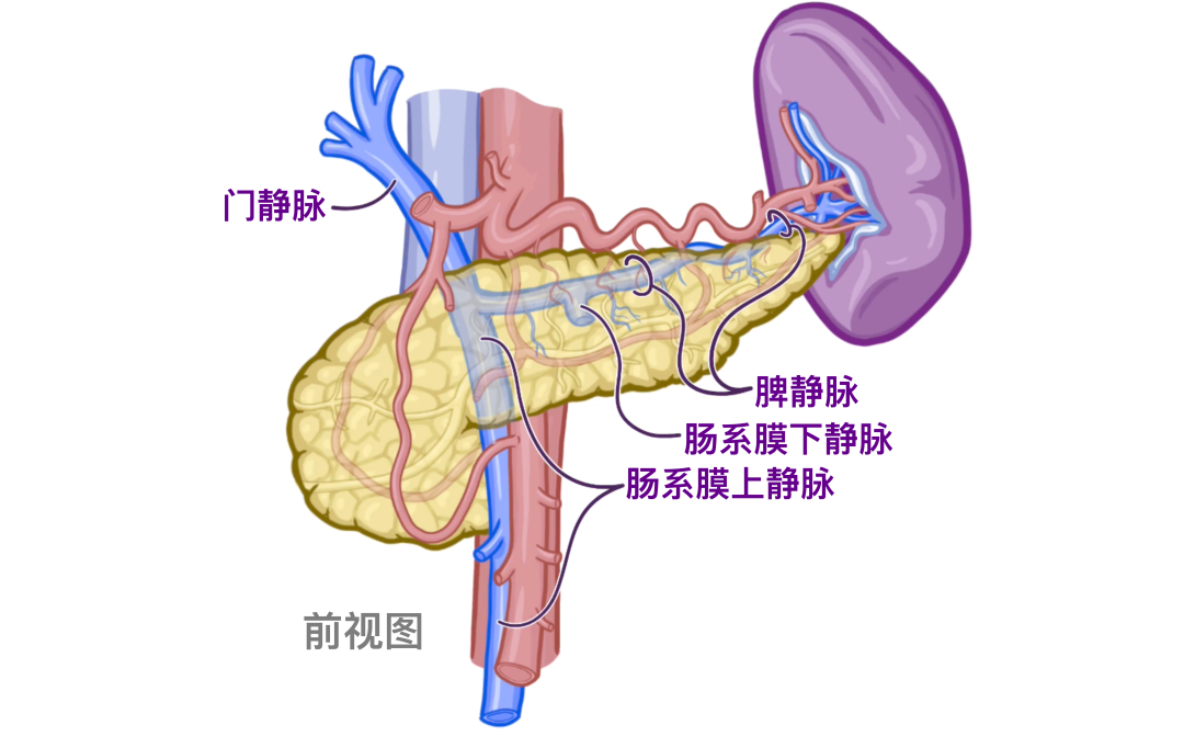 医学科普|认识我们的器官——胰腺和脾脏