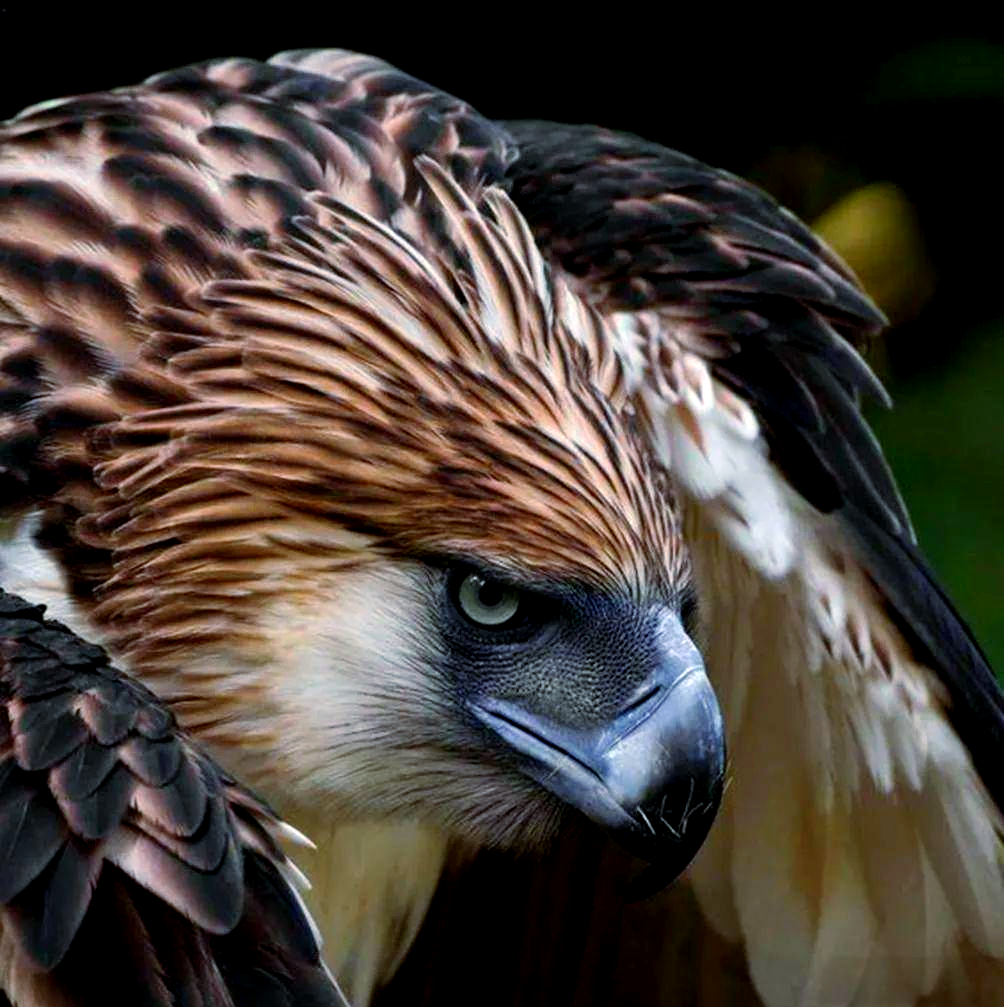 探索天空中的猛禽之王