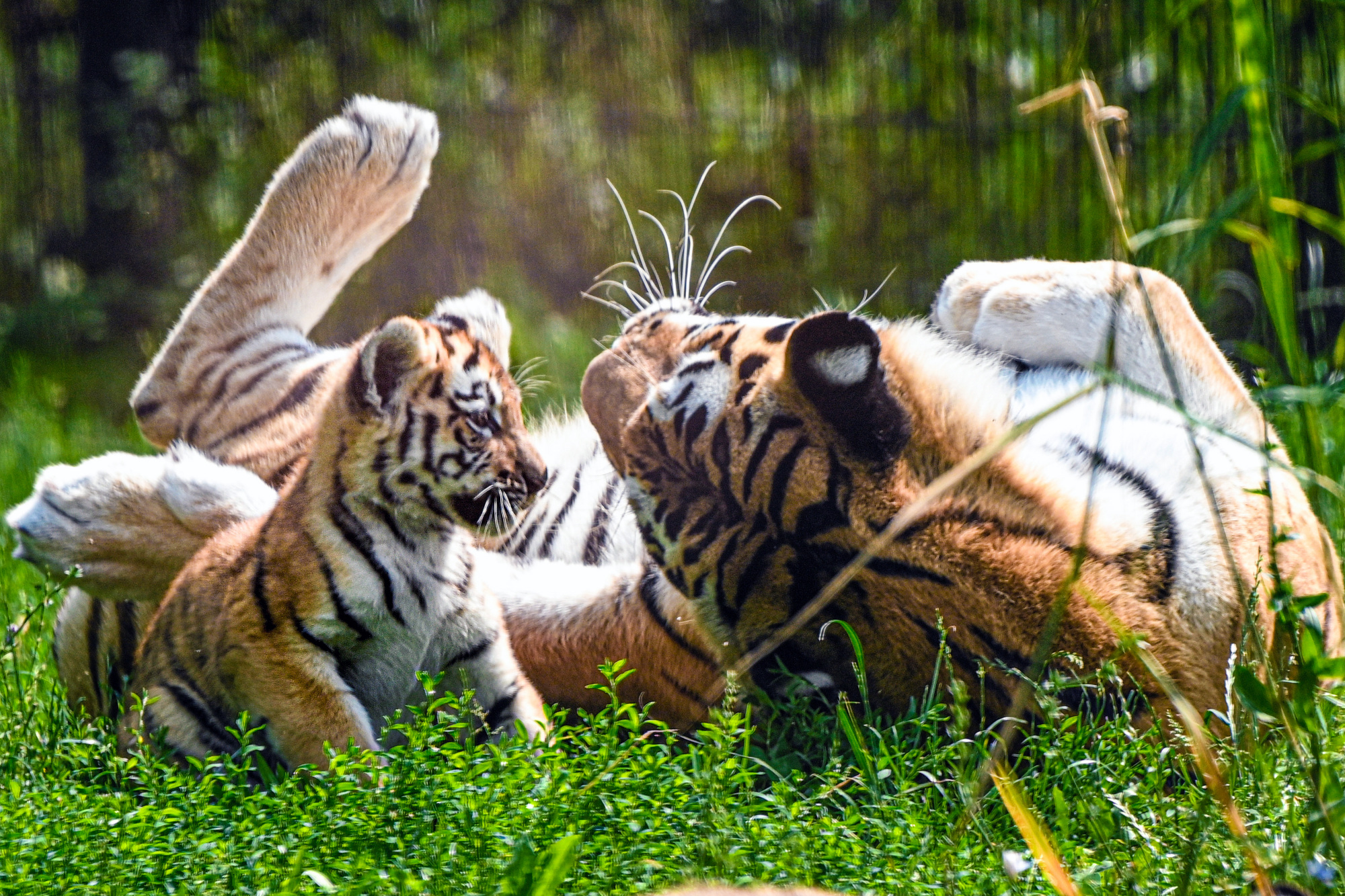 (4)杜伊斯堡动物园的小老虎