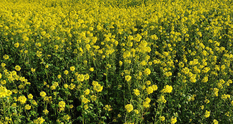 白芥子是什么植物的种子